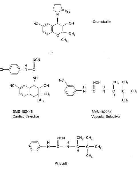 Figure 5. Tissue selective cromakalim and pinacidil have allowed the separation of vascular smooth muscleK atp C O s