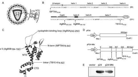 FIG 1 Designation and construction of pP24-Mtb DNA vaccine. (A) Schematic model of the HIV-1 particle