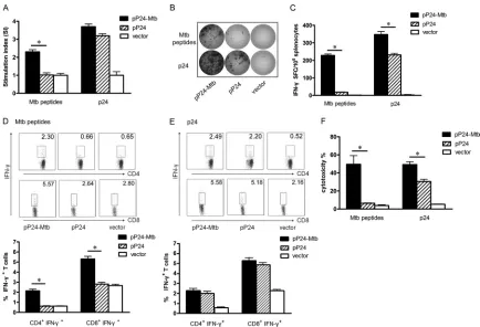 FIG 2 M. tuberculosis- and p24-speciﬁc cellular responses induced by pP24-Mtb immunization