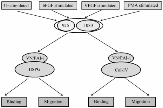 Figure 6 illustrates the design of the set of cell-based experiments. Briefly, each cell line was separately treated with the three different stimulants (bFGF, VEGF and PMA) under serum free conditions, with untreated cells in serum free media as a control