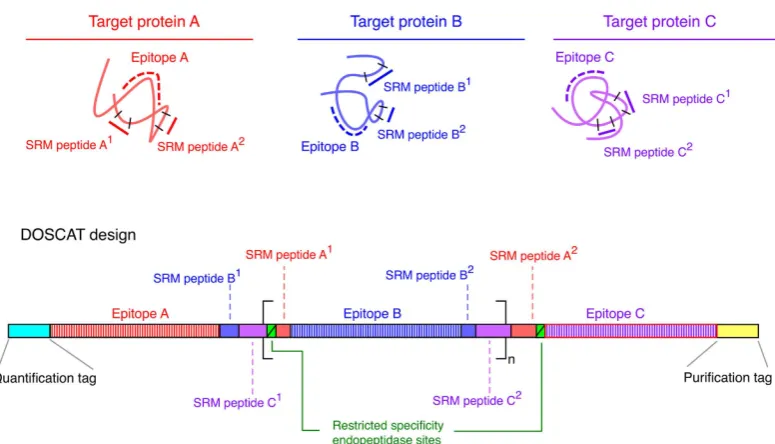 Figure 1. Principle of DOSCAT design. Peptides for MS-based quantification and antibody epitopes are selected for each target protein and sequences concatenated into a single artificial protein (DOSCAT)