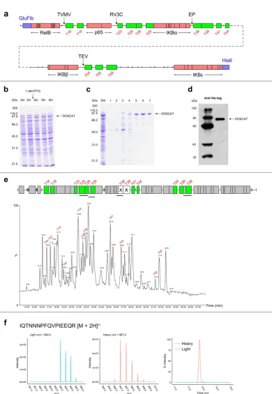 Figure 2. Design of a DOSCAT for quantification of members of the NFκB pathway. (a) Protein map of the NF-κ B DOSCAT