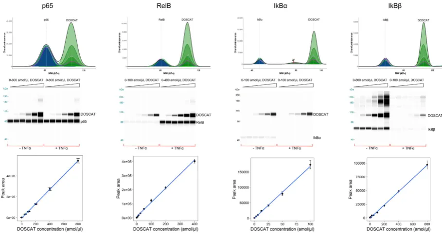 Figure 5. lysate protein, shown in electropherogram view (top) and gel view (middle). Bottom: Calibration curves generated by DOSCAT for each protein
