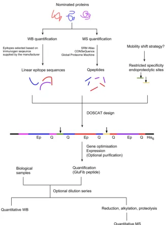 Figure 7. Overall DOSCAT workflow. The deployment of DOSCAT quantification can be resolved into three phases; design, expression and assay development