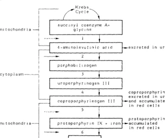 heme 1 accumulation Biosynthesis of of intermediates is Figure inhibited in the 