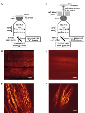 Figure 1. A: Objective lens system: The laser beam is focused to the sample with a 63x objective lens