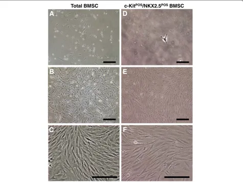 Figure 1 Representative morphology of total and c-KitPOS/NKX2.5POS bone marrow mesenchymal stem cells