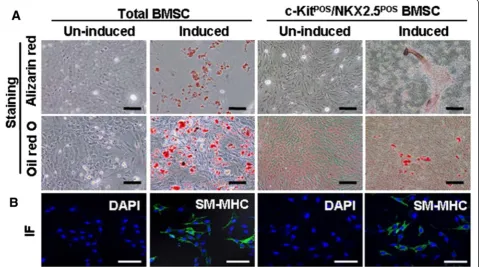Figure 3 Functional identification of total and c-KitPOS/NKX2.5POS bone marrow mesenchymal stem cells