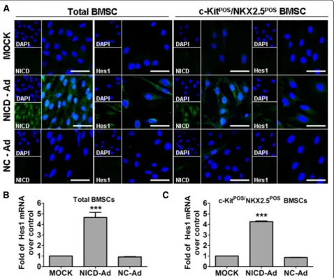 Figure 4 Forced NICD expression activation of Notch1 signalling in total and c-KitPOS/NKX2.5POS bone marrow mesenchymal stem cells