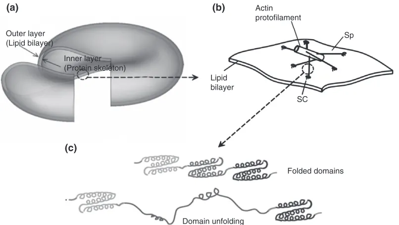 FIGURE 6 | Multiscale model of a red blood cell: (a) complete cell model; (b) molecular-detailed junctional complex model; and (c) spectrin(Sp) model