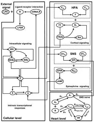 FIGURE 7 | Basic topological interactions composing the multilevel model of endotoxin induced human inﬂammation