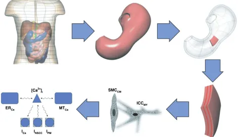 FIGURE 9 | Different spatial scales identiﬁed in the modeling of the gastrointestinal system