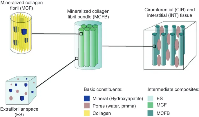 FIGURE 2 | Model hierarchy of MTLT (CIR and INT) tissues. (Reprinted with permission from Ref 34