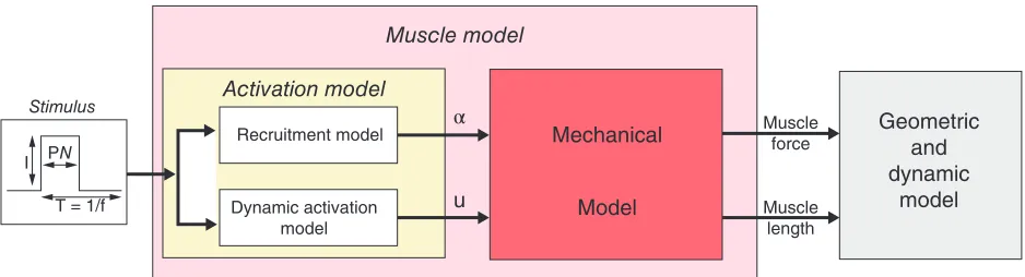 FIGURE 4 | Complete model of the muscle exhibits three blocks. (Reprinted with permission from Ref 41