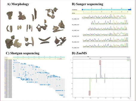 Figure 1. Summary of the different techniques for identification of subfossil odontocete remains