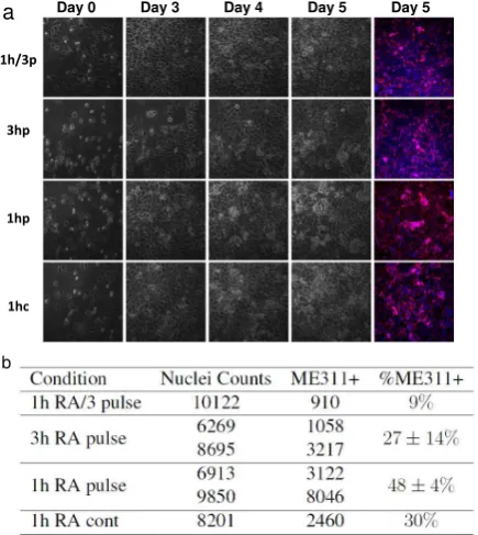 Figure 3: Microﬂuidic cell differentiation.Remarkably, when RA-7 was contin-pulsing (Figure 3b: 1hRAc, 1hRAp)