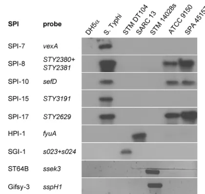 FIG 2 Molecular typing of thehybridization and PCR were used to determine the presence of thepathogenicity islands 7, 8, 10, 15, and 17, HPI, SGI-1, and the virulence-associated prophages ST64B and Gifsy-3 in the genome of the outbreak strain(SPA 45157).an
