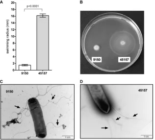 FIG 6 Sthe disease versus convalescence is shown, with the calculated. Paratyphi A induces a distinct immune response in vivo