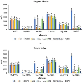 Figure 1. Effect of different of microbial groups on base elements Ca, Mg, Na availability in two types of soil (Poor soil: TL and potting soil: PS) using two plant types, (A) sorg-