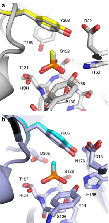 Fig. 3 A comparison of phosphite and methylphosphonate binding inTe_PtxB and Pm_PhnD. a Superposition of the complexes of Te_PtxB (grey)with phosphite (white hydrogen) and methylphosphonate (MPn; yellowmethyl) showing that the residues around the binding pocket are inconsistent positions in each structure apart from the capping tyrosinewhich moves by ~0.5 Å in the MPn complex (Y208, yellow) in responseto the larger van der Waals radii of the methyl group of the ligand.b Superposition of the phosphite (white hydrogen) and MPn (cyan methyl)complexes with Pm_PhnD (blue) showing a similar movement of thecapping tyrosine (Y206, cyan)