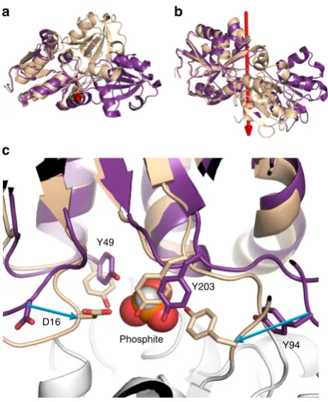 Fig. 4 The conformational change between the open and closed structuresof Ps_PtxB.structure of Ps_PtxB, superimposed on lobe 2, showing the 60° rotation ofone domain relative to the other around an axis that lies between the twodomains (red arrow)