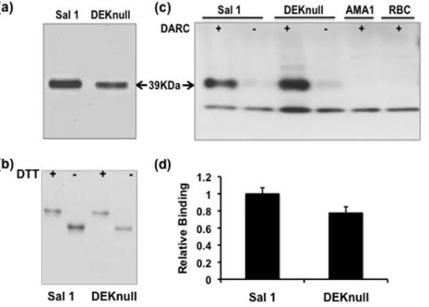 FIG 3 Reactivity of rat anti-SalI and anti-DEKnull sera with recombinant antigens. Antisera raised in rats against recombinant DBPII-SalI and recombinantDEKnull were tested by endpoint dilution for reactivity with homologous refolded (solid lines) and dena