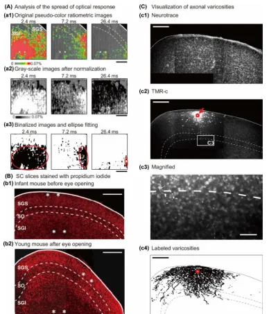 Figure 1. Analysis of the spread of the optical response in the SC and the histology. (A) Description of the spatial analysis