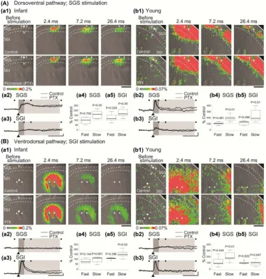 Figure 2. The optical response evoked by stimulation in SC slices with a voltage-sensitive dye