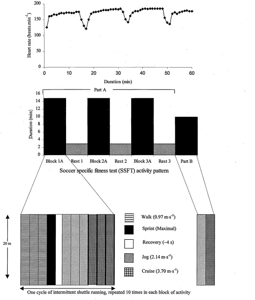 Figure 3. The heart rate (1 min average) response of a single subject to a schematic representation of the Soccer Specific Fitness Test protocol.