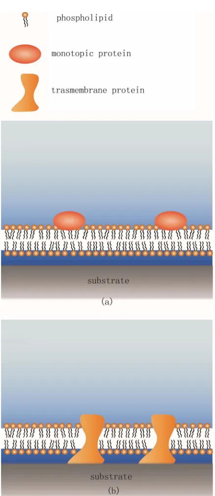Figure 1. Conventional solid supported lipid bilayer and its limitations. (a) The SLB is able to accommodate monotopic 