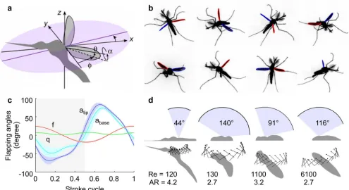 Figure 1. Low-amplitude mosquito kinematics. 