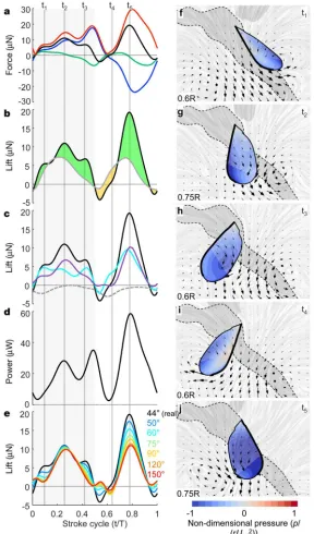 Figure 3. Aerodynamic forces generated by the wings and the mechanisms that produce them: 