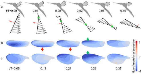 Figure 4. Wing pronation. 