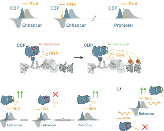 Figure 1ACBP