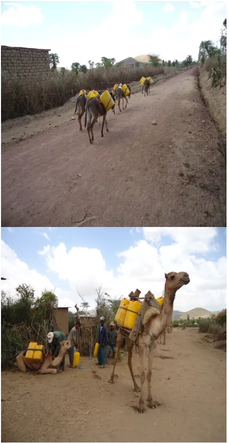 Figure 3. Donkeys and camels are widely used for trans- porting water in the study area