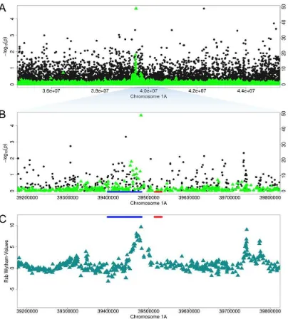 Fig. S4. (A and B) Zoom of the LRRIQ1 and ALX1 region on Chromosome 1A. Black dots represent bill length GWAS (-log10) p-values (left y-axis) and bright green triangles represent EigenGWAS (-log10) p-values (right y-axis)