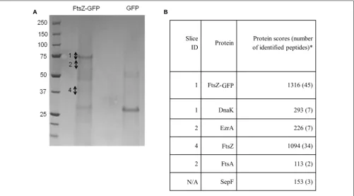 FIGURE 1 | FtsZ, EzrA, FtsA, SepF and DnaK are associated with FtsZ-GFP(B)indicate individual gel slices that were excised for LC-MS-MS