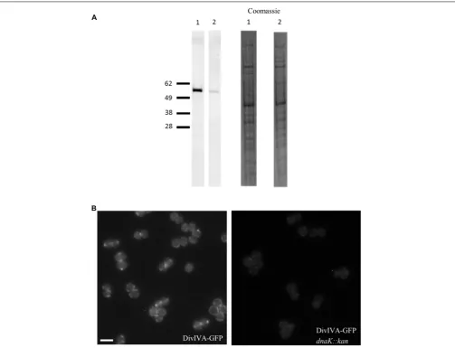 FIGURE 4 | Reduction in DivIVA levels in the absence of dnaK in S. aureus. Immuno-detection of DivIVA as a GFP fusion protein in S