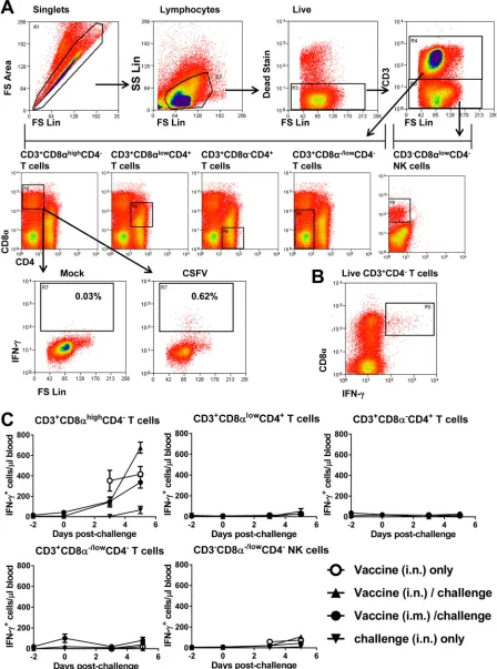 FIG 2 CD8 T cells are the primary source of CSFV-speciﬁc IFN-stimulatedin singlet, live lymphocytes and representative data from pig 51, vaccine (i.n.)/challenge group, day 5 postchallenge, are displayed