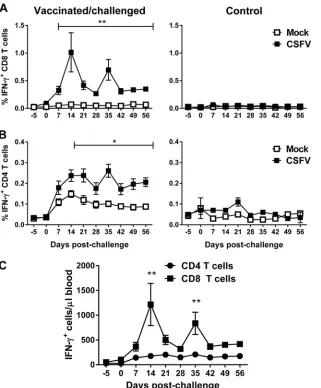 FIG 4 Vaccine-induced CD8 T cells display a sustained response and are boosted by rechallenge with virulent CSFV