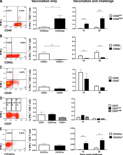 FIG 5 Phenotypic and functional characterization of CSFV-speciﬁc CD8 T cells. PBMC from pigs vaccinated with C-strain (animal experiment 3) or C-strain-vaccinated pigs challenged with CSFV Brescia (animal experiment 2) were stimulated with CSFV and mock vi