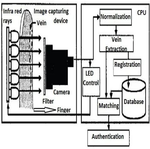 Figure 1: Principle behind finger vein recognition [13] 
