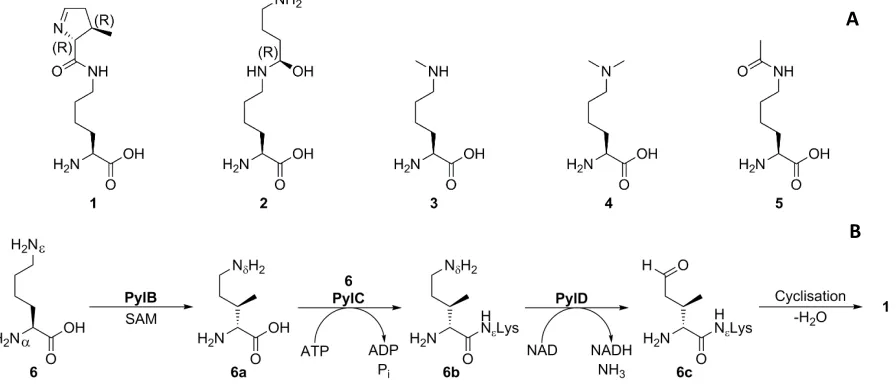 Figure 1: the hydrophobic amino acid binding pocket extends far inside PylRS (Methanosarcina mazei)