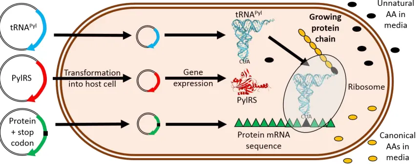 Figure 3: Amber stop codon suppression in recombinant cells using unnatural amino acids and the tRNAPyl-PylRS pair