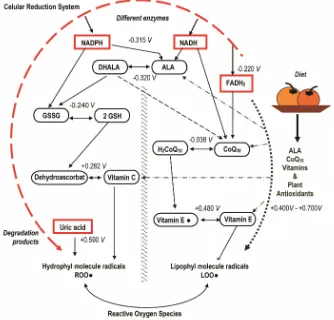 Figure 1. The diagram of the antioxidant network built from reduced and oxidized forms of: between the endogenous cellular reduction system and exogenous antioxidants from a diet.lipoic acid, glutation, CoQ10, vitamin C and vitamin E is presented