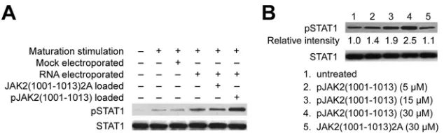 FIG 5 Effect of the pJAK2(1001-1013) peptide on the activation of STAT1 in RNA-electroporated mDCs
