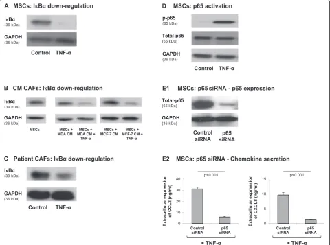 Figure 7 NF-κB is essential in mediating TNF-α-induced release of chemokines by MSCs. (A) Human BM-derived MSCs were stimulated byTNF-α (50 ng/ml) for 15 minutes