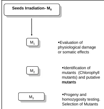 Figure 1. Experimental scheme followed in this research. 