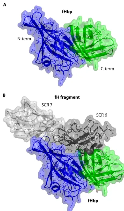 FIG 1 Structural models of fHbp. (A) Model of fHbp alone illustrating twodomains, N-terminal (blue) and C-terminal (green)