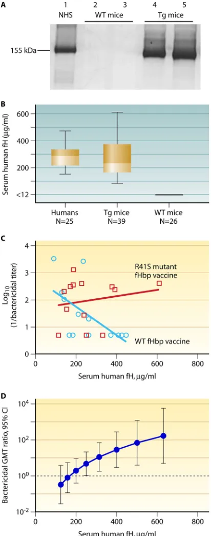 FIG 2 Immunogenicity of mutant and WT fHbp vaccines in human fH trans-genic mice in relation to serum human fH concentrations